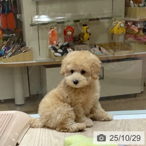 トイ・プードルの写真