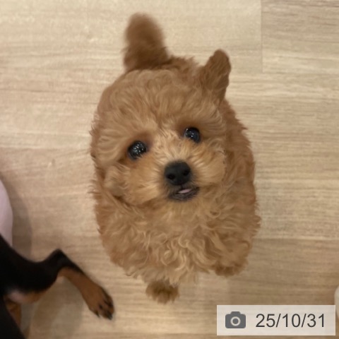 トイ・プードルの写真