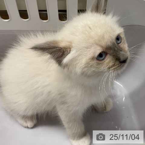 ラグドールの写真