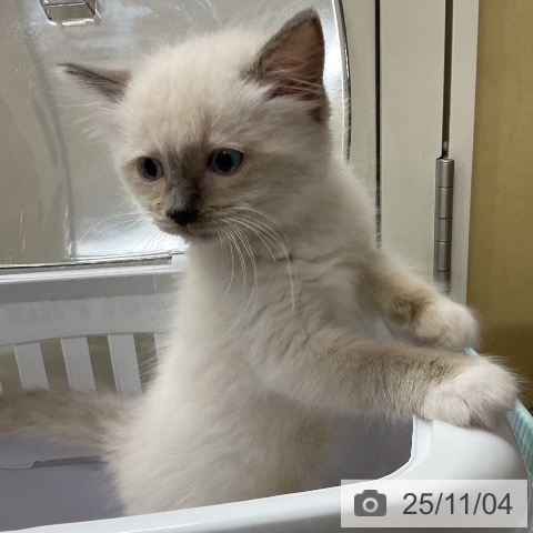 ラグドールの写真