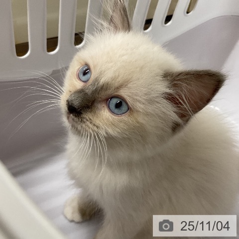 ラグドールの写真