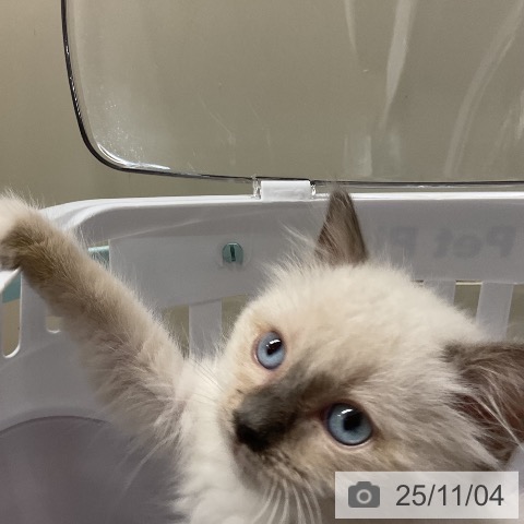 ラグドールの写真