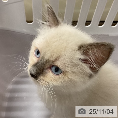 ラグドールの写真