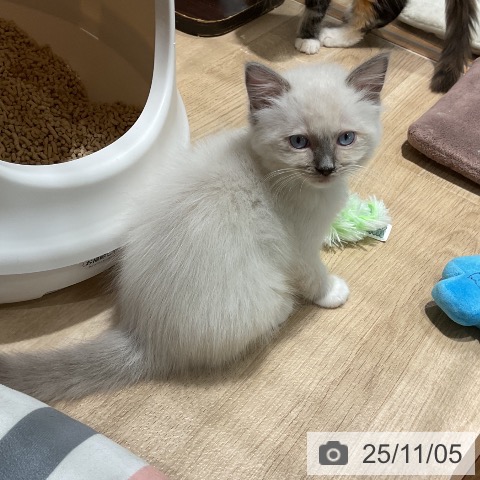 ラグドールの写真