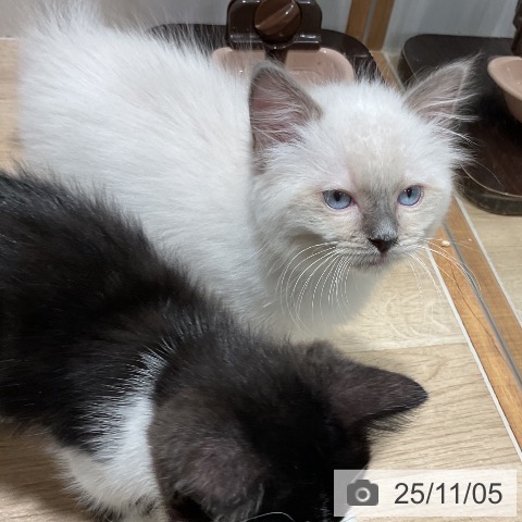 ラグドールの写真