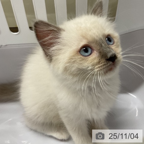 ラグドールの写真