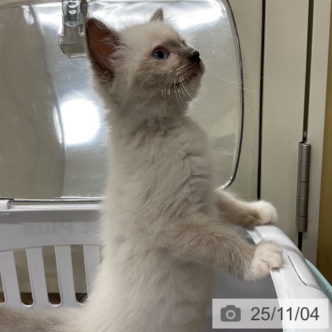 ラグドールの写真