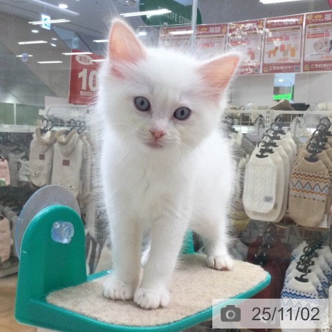 ラグドールの写真