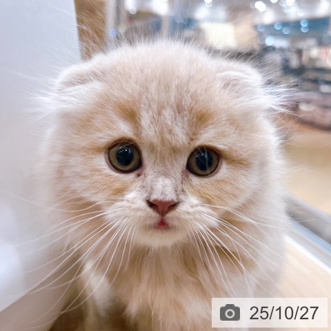 スコティッシュフォールドの写真