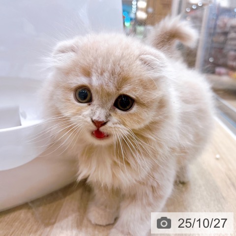 スコティッシュフォールドの写真