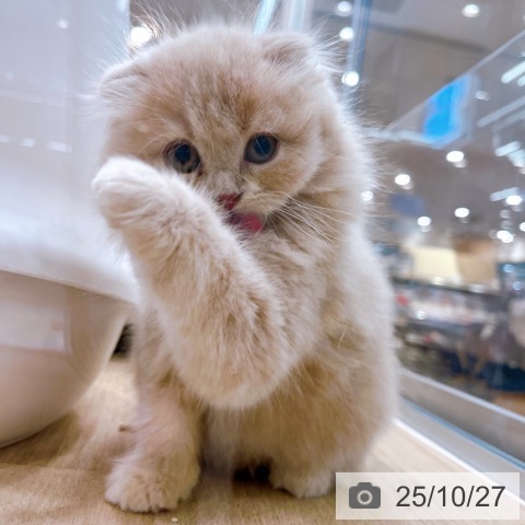 スコティッシュフォールドの写真