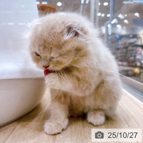 スコティッシュフォールドの写真