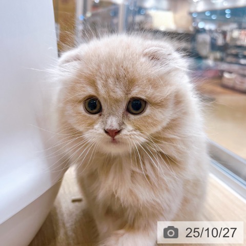 スコティッシュフォールドの写真