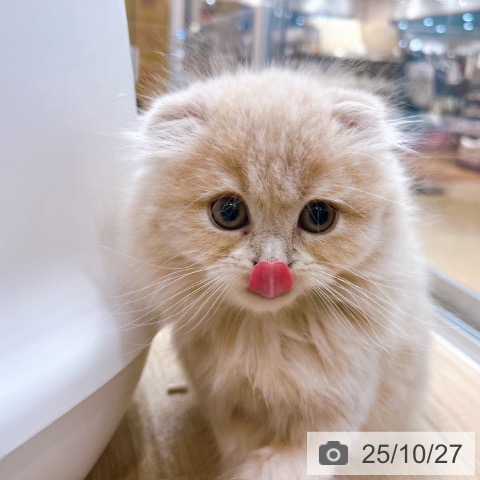 スコティッシュフォールドの写真