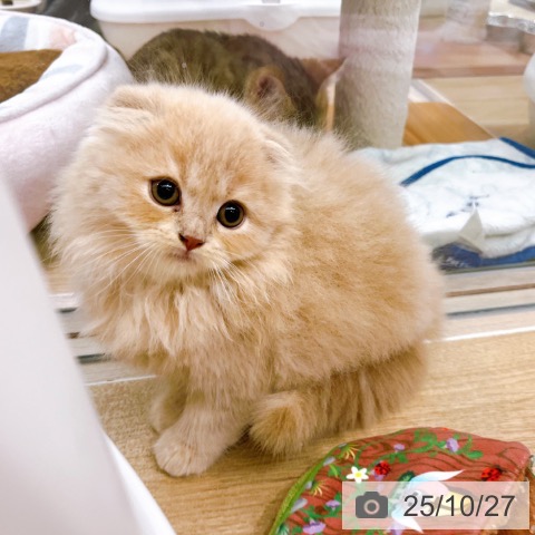 スコティッシュフォールドの写真