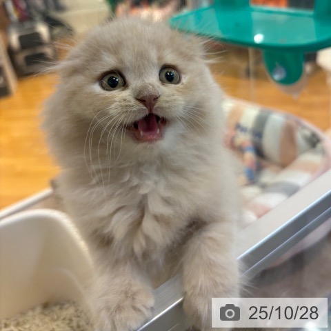 スコティッシュフォールドの写真