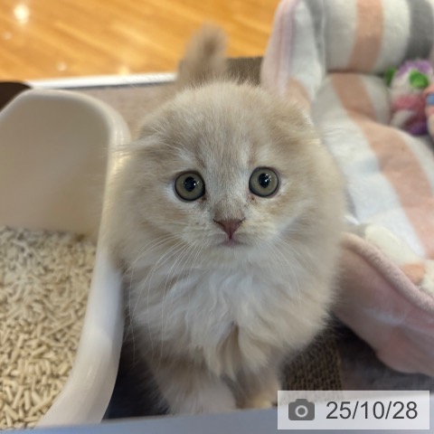 スコティッシュフォールドの写真