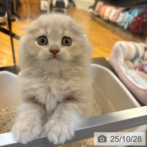 スコティッシュフォールドの写真