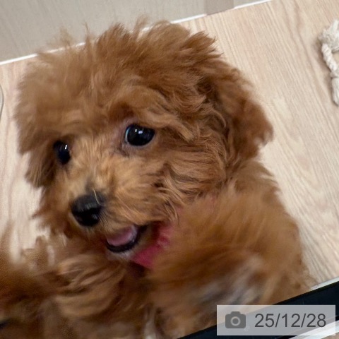 トイ・プードルの写真