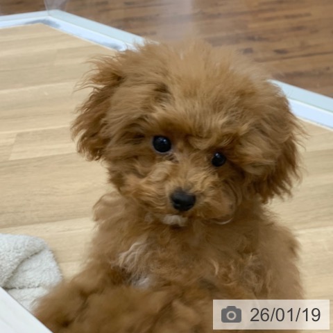 京都府のトイプードル(トイ) (ペットプラス 久御山店/2025年8月26日生まれ/女の子/レッドフォーン)の子犬の4枚目の画像