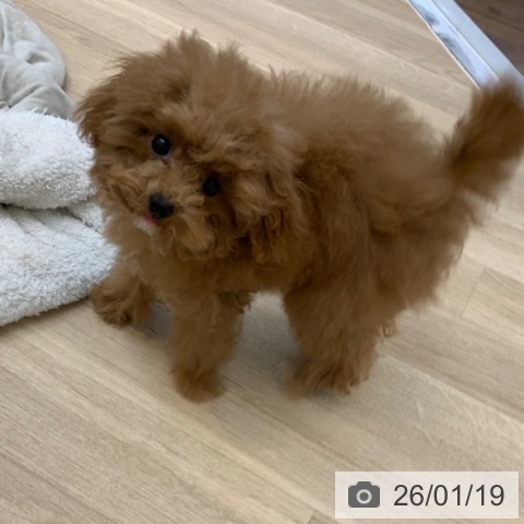 京都府のトイプードル(トイ) (ペットプラス 久御山店/2025年8月26日生まれ/女の子/レッドフォーン)の子犬の3枚目の画像