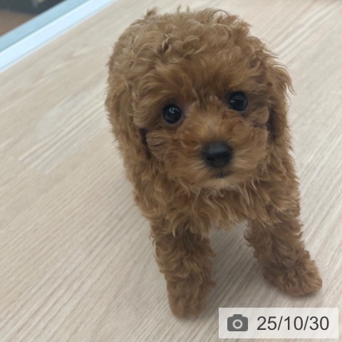 トイ・プードルの写真