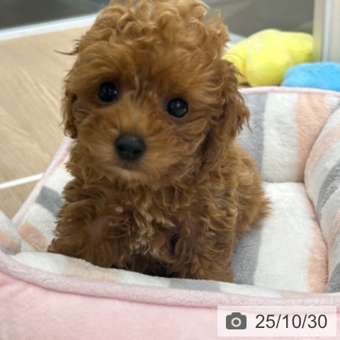 トイ・プードルの写真