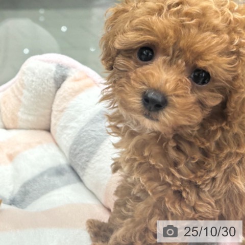 トイ・プードルの写真