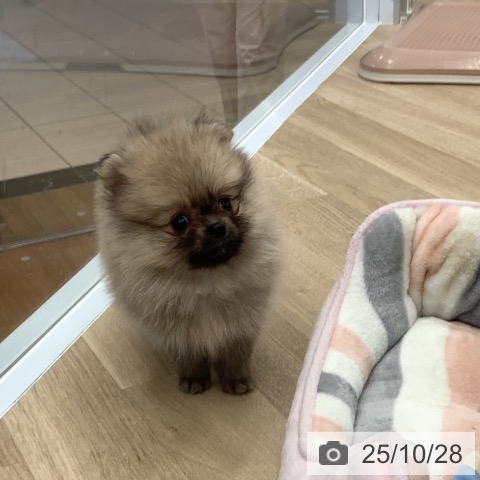 ポメラニアンの写真