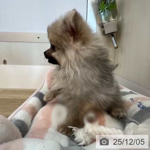 兵庫県のポメラニアン (ペットプラス 姫路大津店/2025年8月23日生まれ/女の子/クリームセーブル)の子犬の4枚目の画像