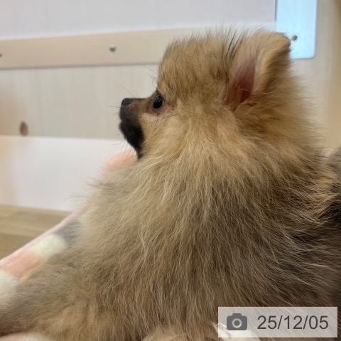 兵庫県のポメラニアン (ペットプラス 姫路大津店/2025年8月23日生まれ/女の子/クリームセーブル)の子犬の3枚目の画像