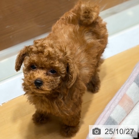 トイ・プードルの写真