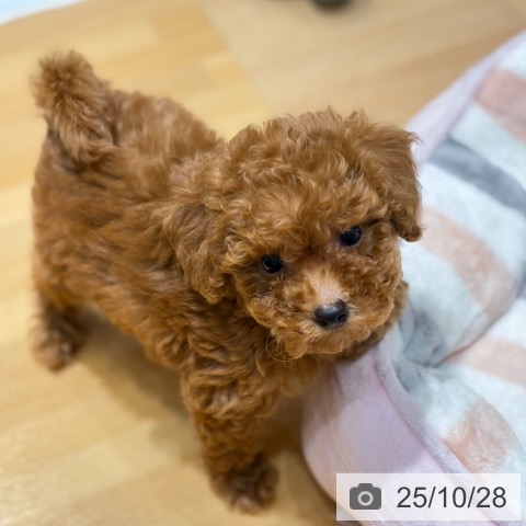 トイ・プードルの写真