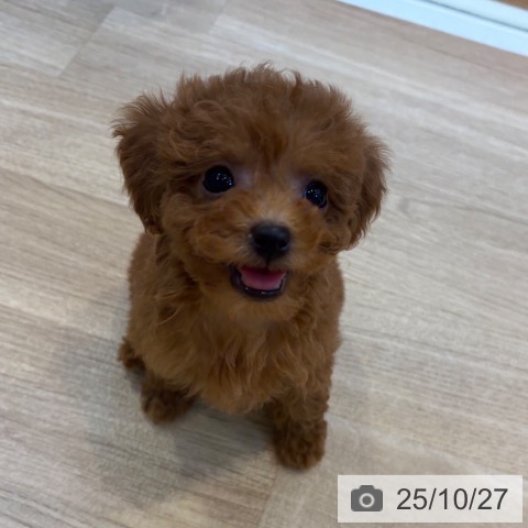 トイ・プードルの写真