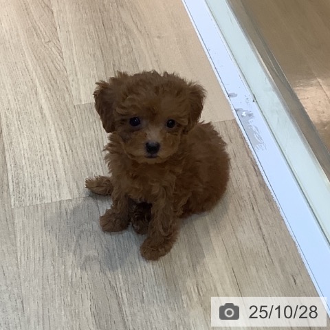 トイ・プードルの写真