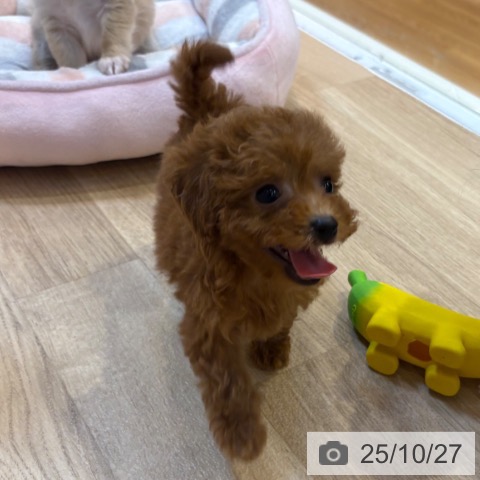 トイ・プードルの写真