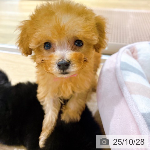 トイ・プードルの写真