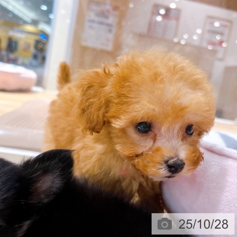 トイ・プードルの写真