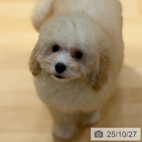 トイ・プードルの写真