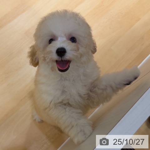 トイ・プードルの写真