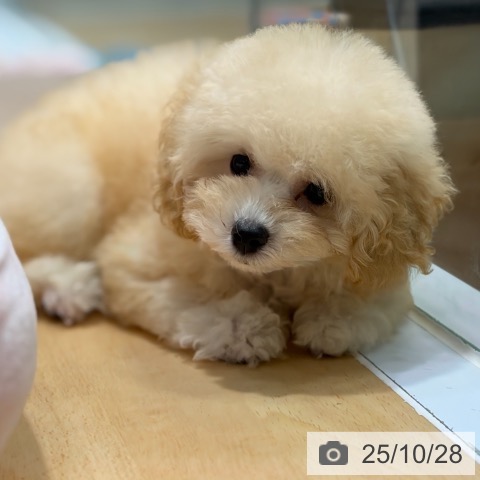 トイ・プードルの写真