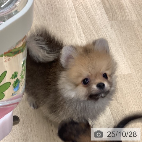 ポメラニアンの写真