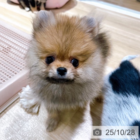 ポメラニアンの写真