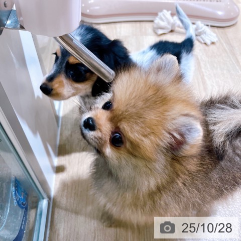 ポメラニアンの写真