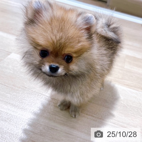 ポメラニアンの写真