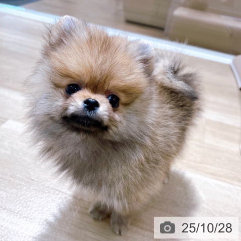 ポメラニアンの写真
