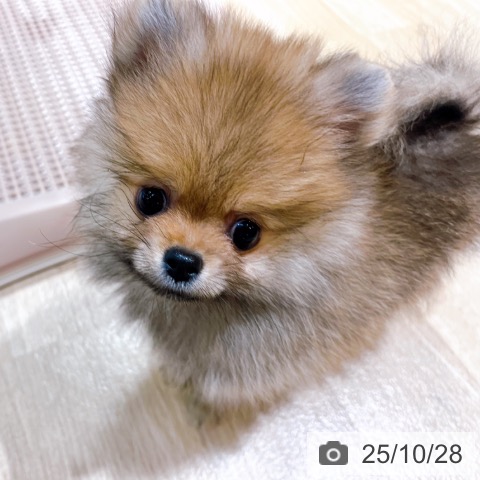 ポメラニアンの写真