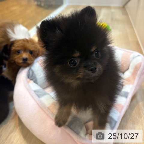 ポメラニアンの写真