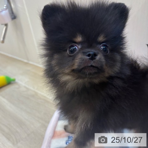 ポメラニアンの写真