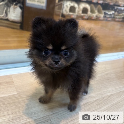 ポメラニアンの写真